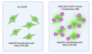 Copper’s role in prion protein misbehaviour