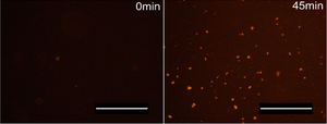 Amytracker for staining recombinant Spider Silk microspheres