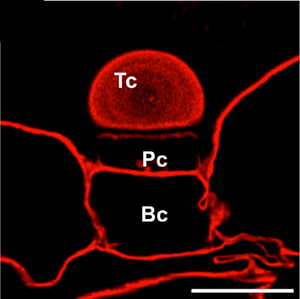 The Secrets of Utricularia: Nature’s Fastest Traps