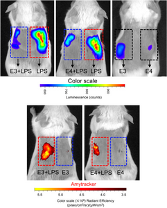 ApoE Aggregates and Innate Immunity: Insights into Endotoxin Sequestration