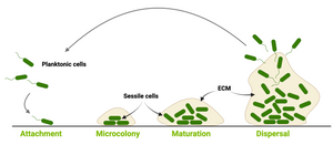 How EbbaBiolight helps researchers to develop biofilm models