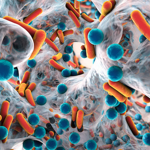 Tracking of biofilm formation in Burkholderia