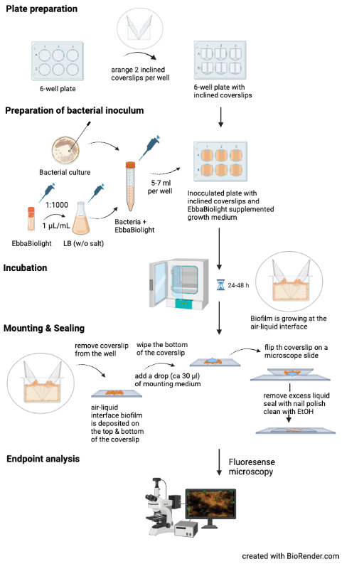 Labeling of surface biofilm using EbbaBiolight