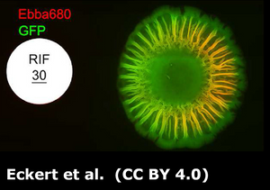 Antibiotic Susceptibility of Salmonella using EbbaBiolight supplemented agar