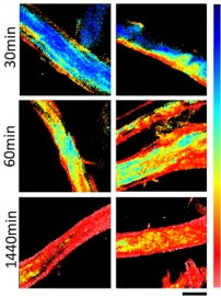 Carbotrace as a tool for the study of cellulose oxidation and paper aging