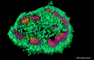 Prolonged stress leads to accumulation of misfolded proteins in the nucleolus