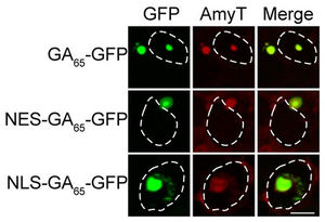 Amytracker: a tool to identify toxic dipeptide repeats