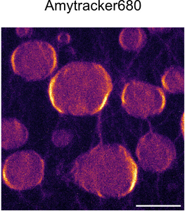 Modulation of hnRNPA1A amyloid formation by RNA made visible by Amytracker