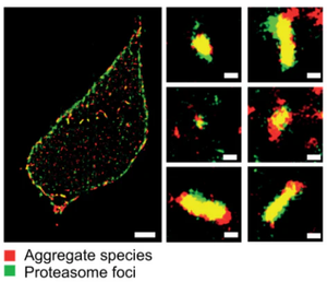 Exciting breakthrough in cellular imaging!