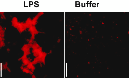 Protein aggregation in wound healing