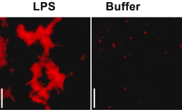 Did you know that Protein Aggregation can play a role in wound healing?