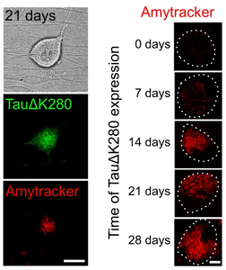 Amytracker labels amyloid forms of tau in a cell based model for tauopathies