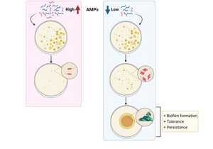 Are antimicrobial peptides ending the Antibiotic Crisis?