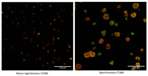 Making greener cellulose hydrogel