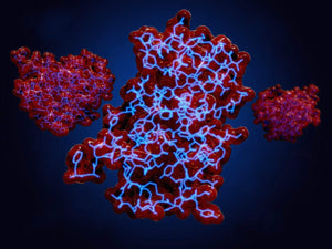 Amyloids in type-2 diabetes